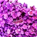 Foto Sempre Viva Lilas - mc